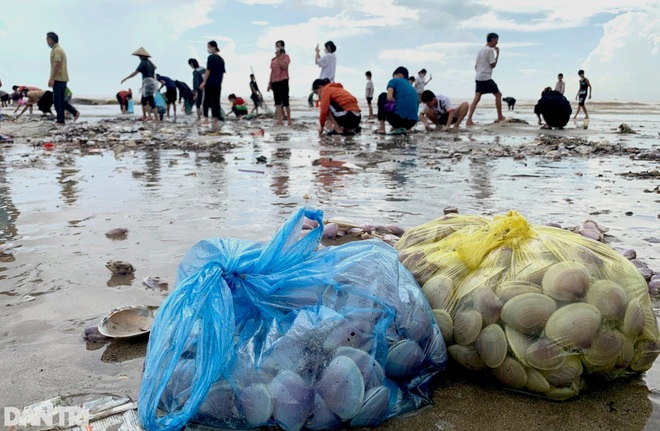Sau bão, hàng trăm người đổ xô đi nhặt lộc biển Nghệ An - 7