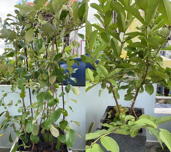 Chi gần chục triệu đồng, mẹ đảm ở TPHCM làm vườn sum suê trên sân thượng - 7 Chi gần chục triệu đồng, mẹ đảm ở TPHCM làm vườn sum suê trên sân thượng - 7