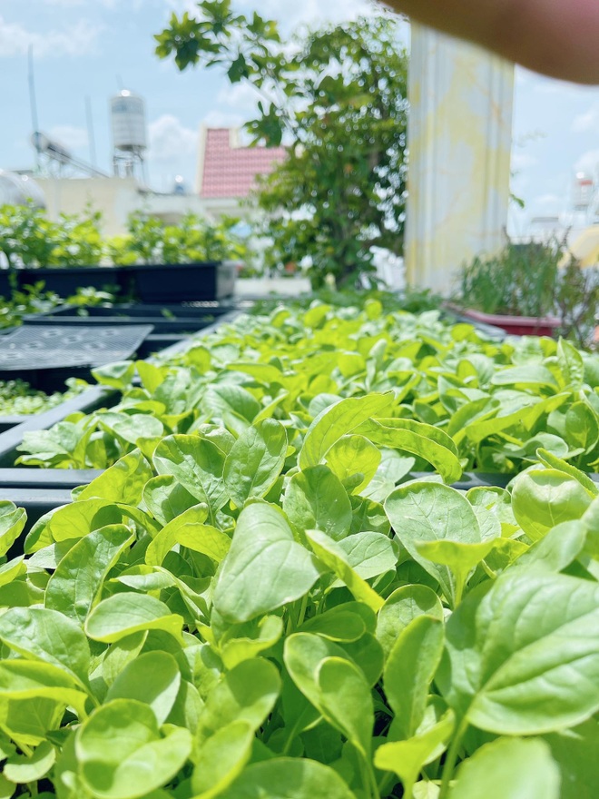 Chi gần chục triệu đồng, mẹ đảm ở TPHCM làm vườn sum suê trên sân thượng - 3 Chi gần chục triệu đồng, mẹ đảm ở TPHCM làm vườn sum suê trên sân thượng - 3