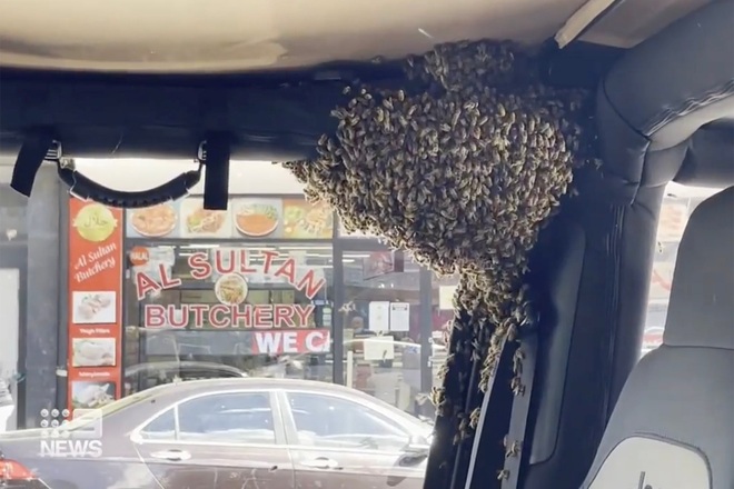 Đàn ong tập kết đầy ô tô chỉ sau ít phút người đàn ông rời khỏi xe - 1