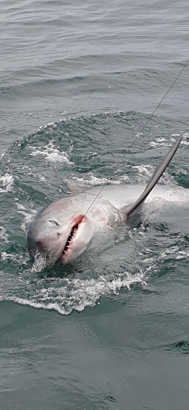 Cần thủ câu được cá mập nặng 250 kg, dài 2,1 m - 1