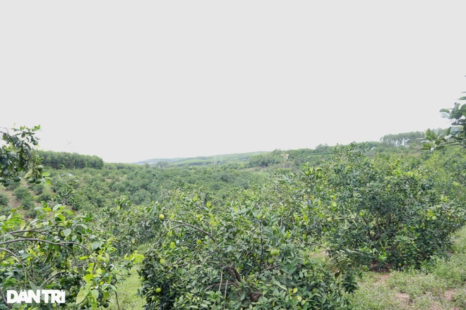 Nông dân khốn khổ tìm đầu ra cho hàng trăm tấn cam đặc sản - 3 Nông dân khốn khổ tìm đầu ra cho hàng trăm tấn cam đặc sản - 3