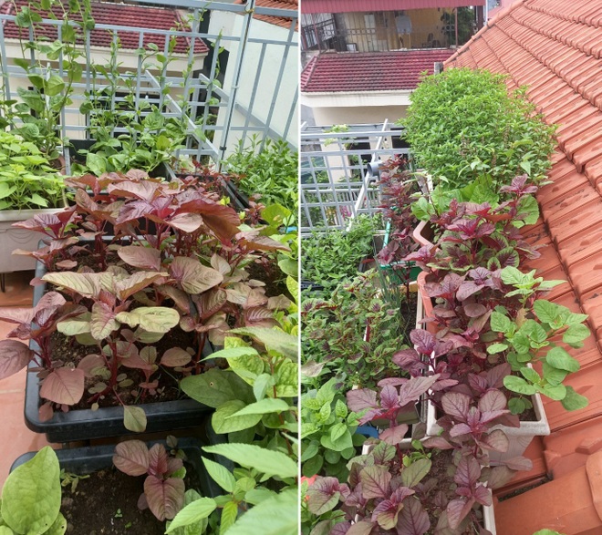 Gia đình làm vườn rau trên không xanh mướt nhờ rác thải nhà bếp - 7 Gia đình làm vườn rau trên không xanh mướt nhờ rác thải nhà bếp - 7