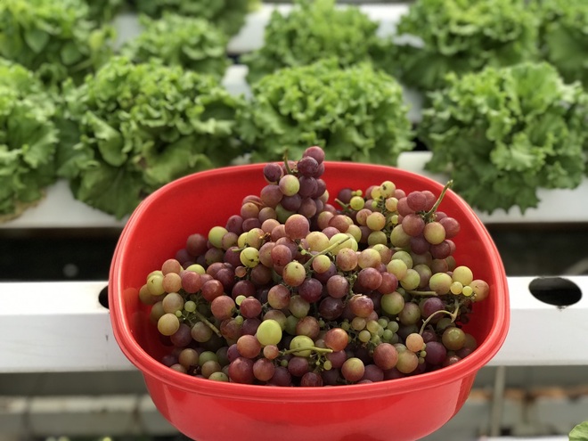 Vườn trồng rau, nuôi cá tươi sống trên sân thượng ở TPHCM - 13 Vườn trồng rau, nuôi cá tươi sống trên sân thượng ở TPHCM - 13