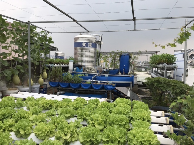 Vườn trồng rau, nuôi cá tươi sống trên sân thượng ở TPHCM - 12 Vườn trồng rau, nuôi cá tươi sống trên sân thượng ở TPHCM - 12