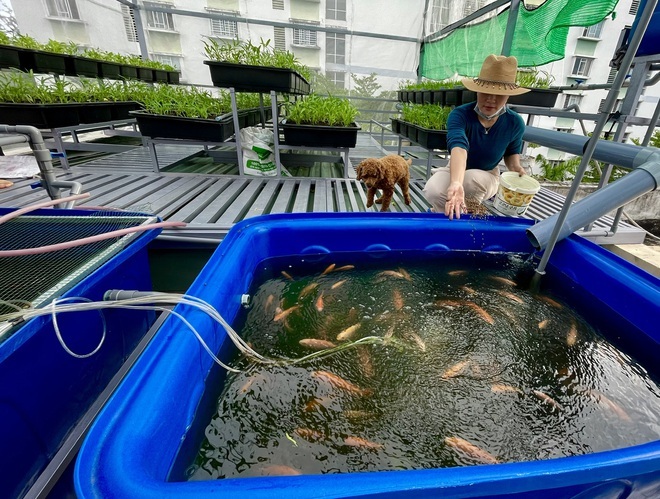 Cách trồng rau nuôi cá trên sân thượng không cần chăm sóc