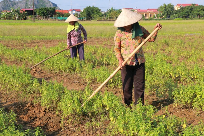 Bén duyên trồng dược liệu chưng cất tinh dầu, U40 thu tiền tỷ mỗi năm - 4 Bén duyên trồng dược liệu chưng cất tinh dầu, U40 thu tiền tỷ mỗi năm - 4