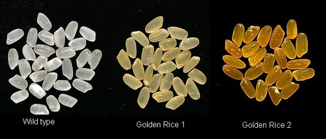 Gạo vàng biến đổi gen ở Philippines có gì đặc biệt, tính an toàn ra sao? - 2
