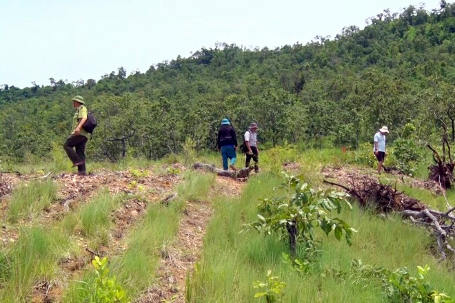 Khởi tố vụ án hủy hoại gần 12 ha rừng ở Gia Lai - 2