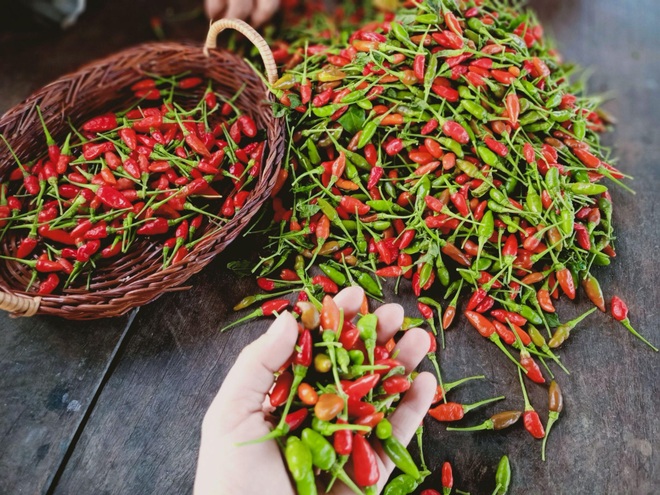 Ông bố gà trống nuôi con làm mảnh vườn gần 4.000m2 ở Bình Thuận - 9 Ông bố gà trống nuôi con làm mảnh vườn gần 4.000m2 ở Bình Thuận - 9