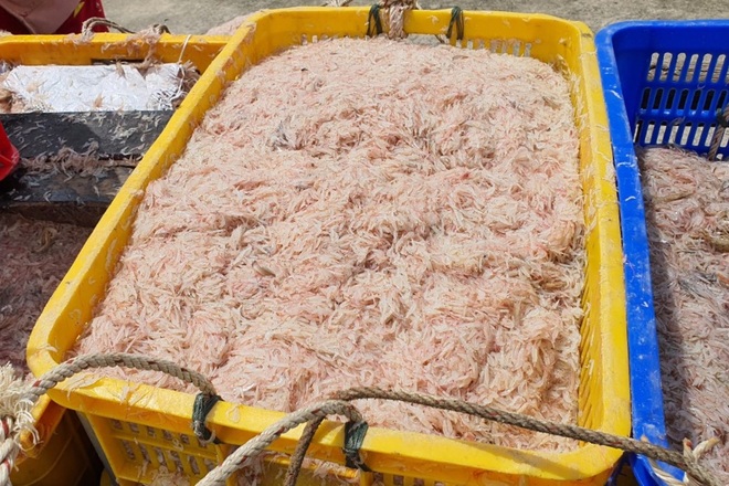 Dịch tạm lắng, dân xứ biển Bạc Liêu trở lại với nghề… trời nắng mới ngon - 2 Dịch tạm lắng, dân xứ biển Bạc Liêu trở lại với nghề… trời nắng mới ngon - 2