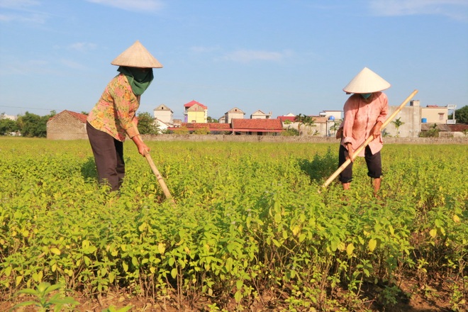 Bén duyên trồng dược liệu chưng cất tinh dầu, U40 thu tiền tỷ mỗi năm - 3 Bén duyên trồng dược liệu chưng cất tinh dầu, U40 thu tiền tỷ mỗi năm - 3