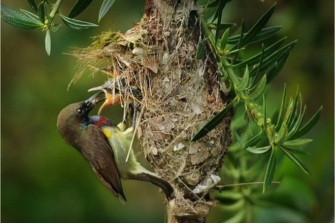 See the world biosphere reserve in Vietnam newly recognized by UNESCO - 3