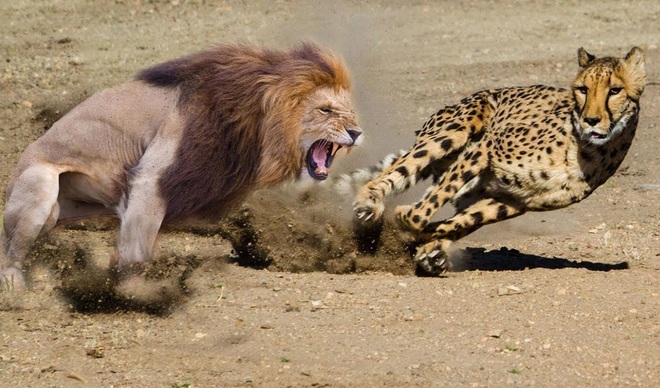 Kinh ngạc tốc độ của vua sư tử trong video hiếm hoi đuổi bắt báo gê-pa  - 1