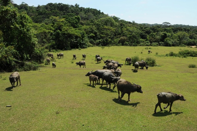 See the world biosphere reserve in Vietnam newly recognized by UNESCO - 5