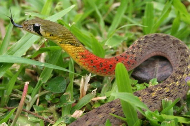 Tại sao con rắn có hoa văn? 
