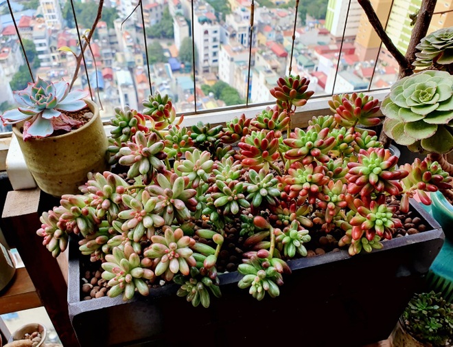 Mãn nhãn với vườn sen đá quý hiếm trên ban công 6m2 của mẹ đảm Hà thành - 9 Mãn nhãn với vườn sen đá quý hiếm trên ban công 6m2 của mẹ đảm Hà thành - 9