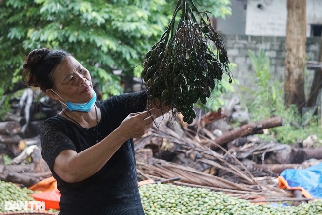 Kiếm hàng trăm triệu đồng mỗi tháng từ những trái cau khô - 1 Kiếm hàng trăm triệu đồng mỗi tháng từ những trái cau khô - 1