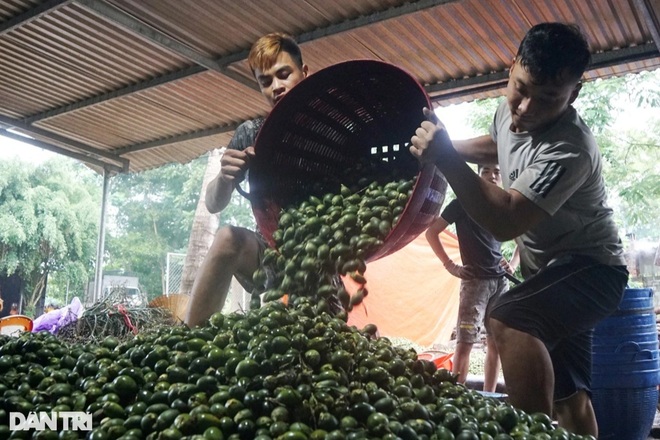 Kiếm hàng trăm triệu đồng mỗi tháng từ những trái cau khô - 2 Kiếm hàng trăm triệu đồng mỗi tháng từ những trái cau khô - 2
