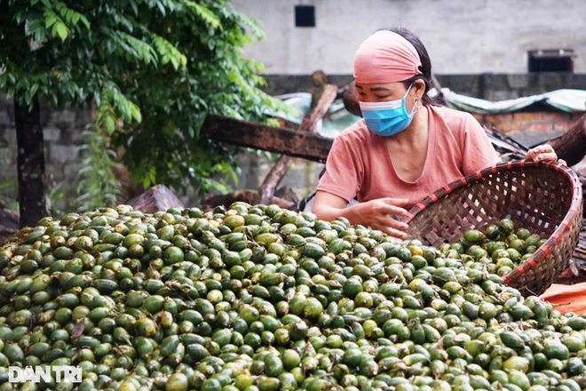 Kiếm hàng trăm triệu đồng mỗi tháng từ những trái cau khô - 4 Kiếm hàng trăm triệu đồng mỗi tháng từ những trái cau khô - 4