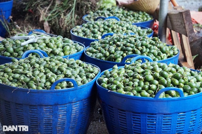 Kiếm hàng trăm triệu đồng mỗi tháng từ những trái cau khô - 6 Kiếm hàng trăm triệu đồng mỗi tháng từ những trái cau khô - 6