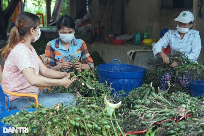 Kiếm hàng trăm triệu đồng mỗi tháng từ những trái cau khô - 8 Kiếm hàng trăm triệu đồng mỗi tháng từ những trái cau khô - 8