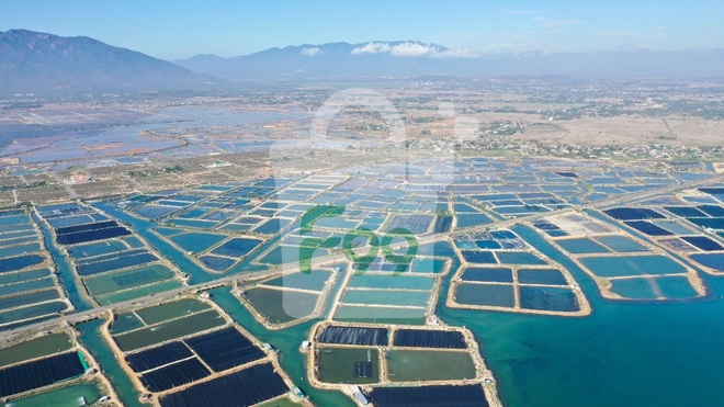 Diễn viên Phương Oanh đồng hành cùng nông dân Khánh Hòa tiêu thụ Rong nho - 4 Diễn viên Phương Oanh đồng hành cùng nông dân Khánh Hòa tiêu thụ Rong nho - 4