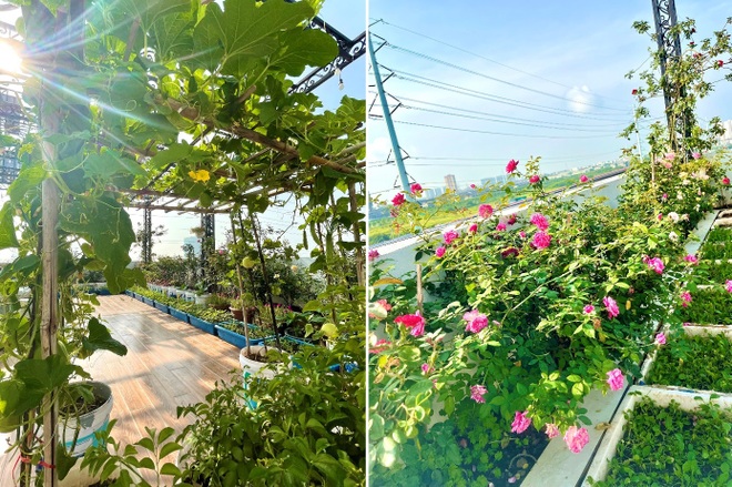 Vợ chồng Hà Nội vác 100 bao đất lên sân thượng, làm vườn hữu cơ xanh mướt - 1