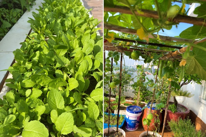 Vợ chồng Hà Nội vác 100 bao đất lên sân thượng, làm vườn hữu cơ xanh mướt - 2 Vợ chồng Hà Nội vác 100 bao đất lên sân thượng, làm vườn hữu cơ xanh mướt - 2