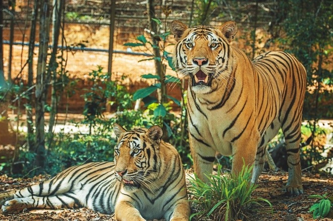 Một ngày vào vai nhà động vật học giữa thiên đường hoang dã Vinpearl Safari - 4 Một ngày vào vai nhà động vật học giữa thiên đường hoang dã Vinpearl Safari - 4