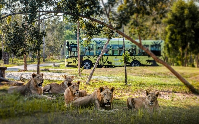 Một ngày vào vai nhà động vật học giữa thiên đường hoang dã Vinpearl Safari - 5 Một ngày vào vai nhà động vật học giữa thiên đường hoang dã Vinpearl Safari - 5