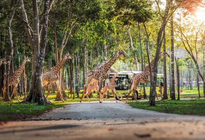Một ngày vào vai nhà động vật học giữa thiên đường hoang dã Vinpearl Safari - 7 Một ngày vào vai nhà động vật học giữa thiên đường hoang dã Vinpearl Safari - 7