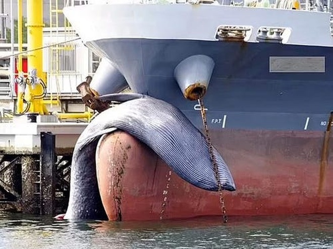Ám ảnh với bức hình cá voi dài 12 mét bị tàu biển đâm chết thảm - 1