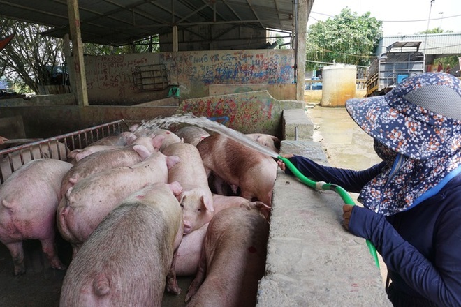 Giá lợn hơi rơi tự do, người nuôi bán một con lỗ 2 triệu đồng - 1
