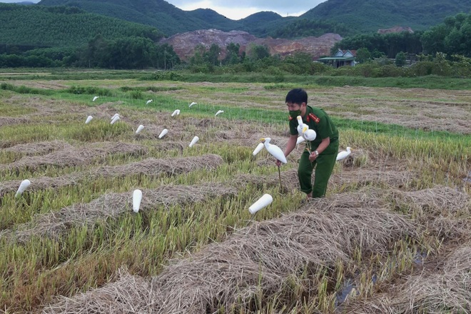 Thực hiện hơn 500 cuộc kiểm tra, truy quét nạn săn bắt chim trời - 2 Thực hiện hơn 500 cuộc kiểm tra, truy quét nạn săn bắt chim trời - 2