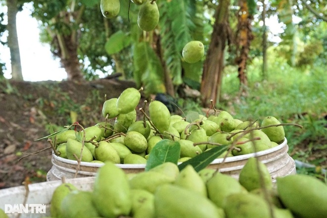 Từng là cây mọc dại nay cà na thành đặc sản một vốn bốn lời - 4 Từng là cây mọc dại nay cà na thành đặc sản một vốn bốn lời - 4