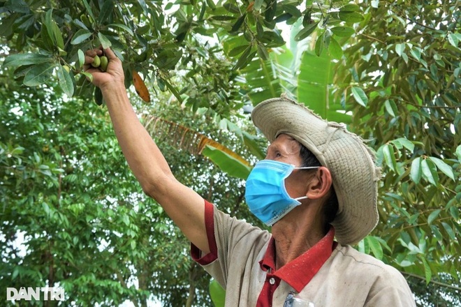 Từng là cây mọc dại nay cà na thành đặc sản một vốn bốn lời - 3 Từng là cây mọc dại nay cà na thành đặc sản một vốn bốn lời - 3