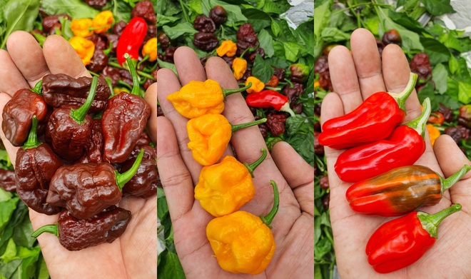 Hướng dẫn viên du lịch làm vườn trồng hàng chục giống ớt độc lạ ở Sài Gòn - 13 Hướng dẫn viên du lịch làm vườn trồng hàng chục giống ớt độc lạ ở Sài Gòn - 13