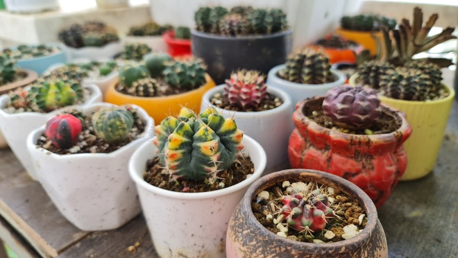 Hướng dẫn viên du lịch làm vườn trồng hàng chục giống ớt độc lạ ở Sài Gòn - 15 Hướng dẫn viên du lịch làm vườn trồng hàng chục giống ớt độc lạ ở Sài Gòn - 15