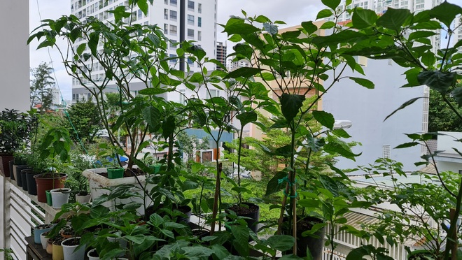 Hướng dẫn viên du lịch làm vườn trồng hàng chục giống ớt độc lạ ở Sài Gòn - 2 Hướng dẫn viên du lịch làm vườn trồng hàng chục giống ớt độc lạ ở Sài Gòn - 2