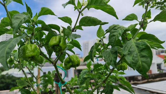 Hướng dẫn viên du lịch làm vườn trồng hàng chục giống ớt độc lạ ở Sài Gòn - 10 Hướng dẫn viên du lịch làm vườn trồng hàng chục giống ớt độc lạ ở Sài Gòn - 10