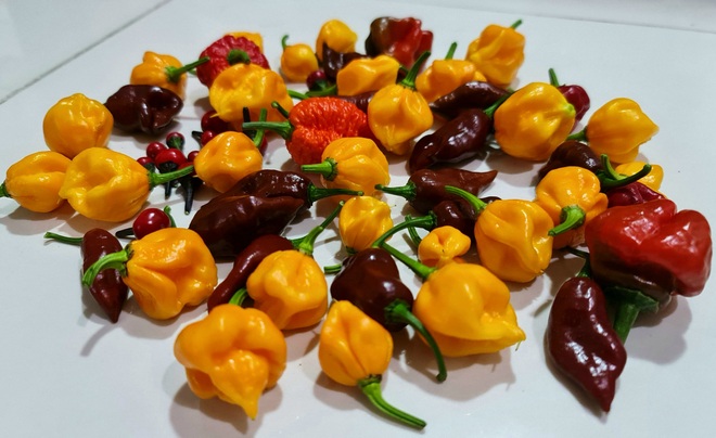 Hướng dẫn viên du lịch làm vườn trồng hàng chục giống ớt độc lạ ở Sài Gòn - 5 Hướng dẫn viên du lịch làm vườn trồng hàng chục giống ớt độc lạ ở Sài Gòn - 5