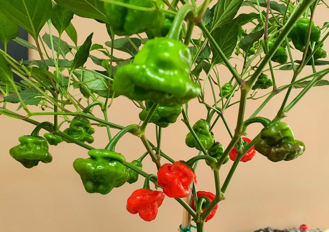 Hướng dẫn viên du lịch làm vườn trồng hàng chục giống ớt độc lạ ở Sài Gòn - 6 Hướng dẫn viên du lịch làm vườn trồng hàng chục giống ớt độc lạ ở Sài Gòn - 6