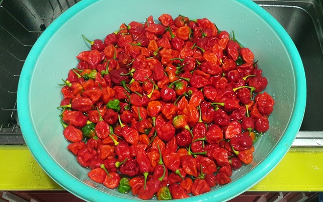 Hướng dẫn viên du lịch làm vườn trồng hàng chục giống ớt độc lạ ở Sài Gòn - 12 Hướng dẫn viên du lịch làm vườn trồng hàng chục giống ớt độc lạ ở Sài Gòn - 12