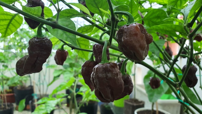 Hướng dẫn viên du lịch làm vườn trồng hàng chục giống ớt độc lạ ở Sài Gòn - 9 Hướng dẫn viên du lịch làm vườn trồng hàng chục giống ớt độc lạ ở Sài Gòn - 9