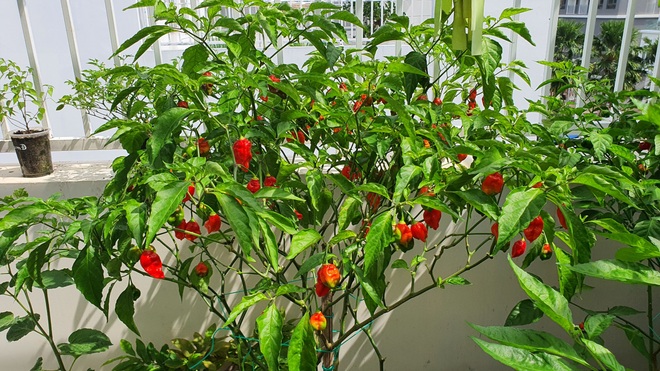 Hướng dẫn viên du lịch làm vườn trồng hàng chục giống ớt độc lạ ở Sài Gòn - 3 Hướng dẫn viên du lịch làm vườn trồng hàng chục giống ớt độc lạ ở Sài Gòn - 3