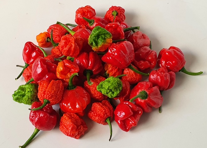 Hướng dẫn viên du lịch làm vườn trồng hàng chục giống ớt độc lạ ở Sài Gòn - 8 Hướng dẫn viên du lịch làm vườn trồng hàng chục giống ớt độc lạ ở Sài Gòn - 8