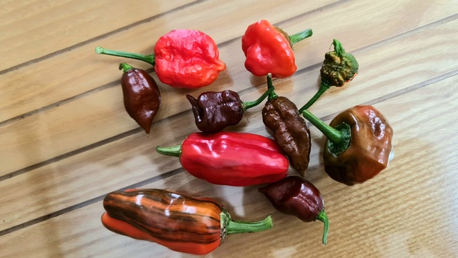Hướng dẫn viên du lịch làm vườn trồng hàng chục giống ớt độc lạ ở Sài Gòn - 7 Hướng dẫn viên du lịch làm vườn trồng hàng chục giống ớt độc lạ ở Sài Gòn - 7