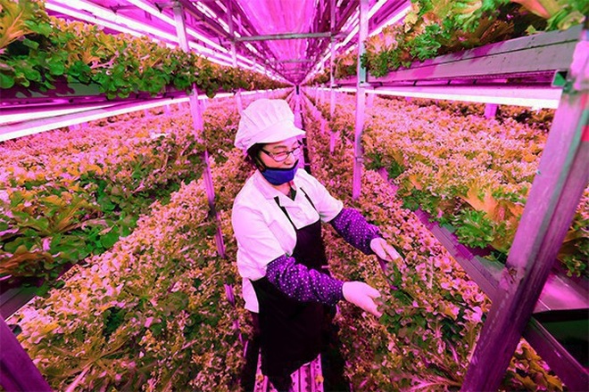 Trang trại thông minh kỳ lạ, rau được nghe nhạc để phát triển nhanh - 4 Trang trại thông minh kỳ lạ, rau được nghe nhạc để phát triển nhanh - 4