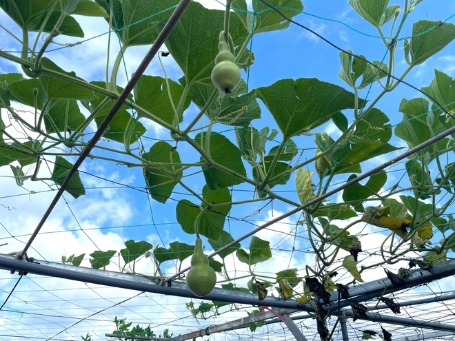 Nghỉ dịch ở nhà, gia đình Đồng Nai làm vườn rau trái đủ ăn khỏi lo đi chợ - 4 Nghỉ dịch ở nhà, gia đình Đồng Nai làm vườn rau trái đủ ăn khỏi lo đi chợ - 4